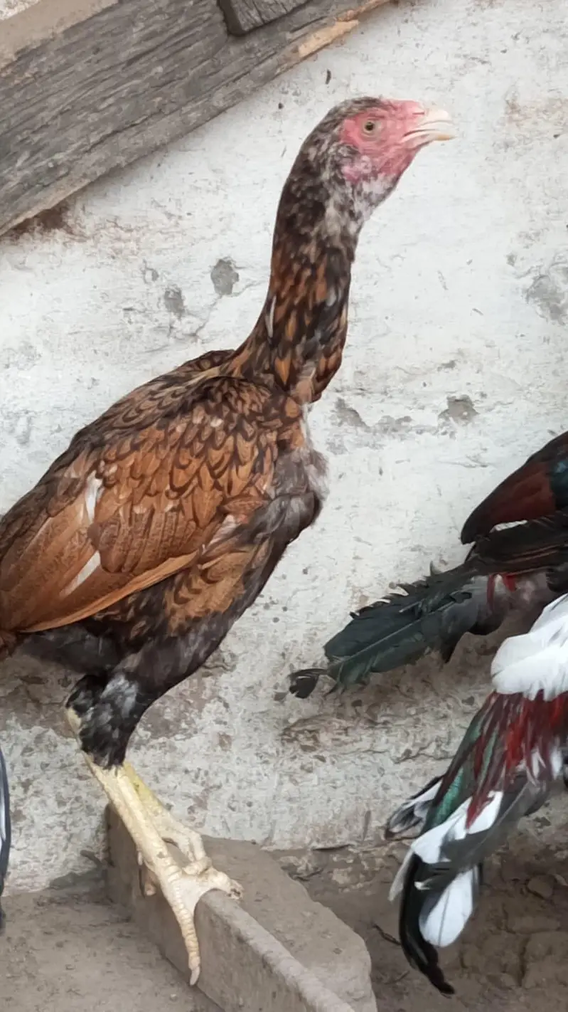 Aseel chicks for sale — photo 3