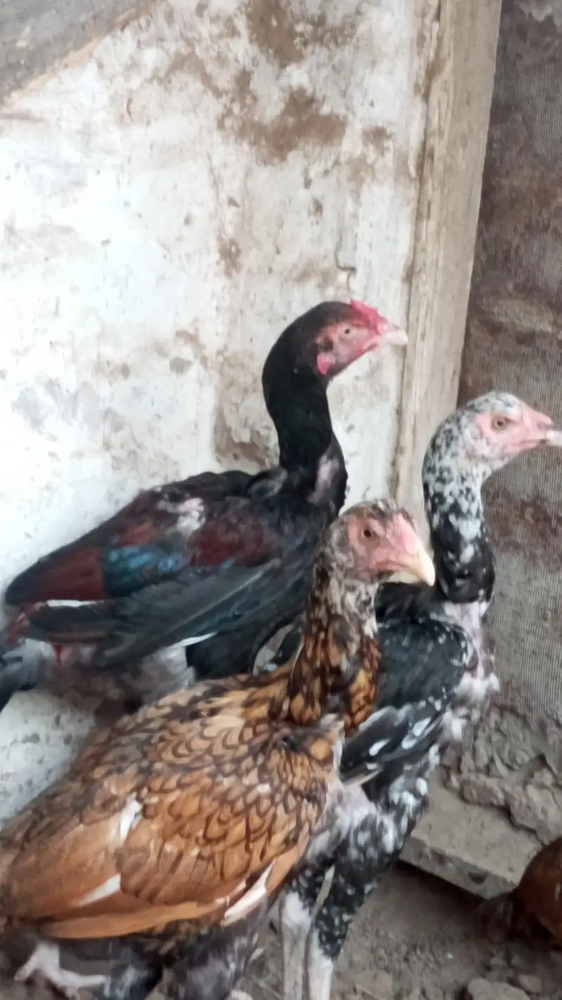 Aseel chicks for sale — photo 4