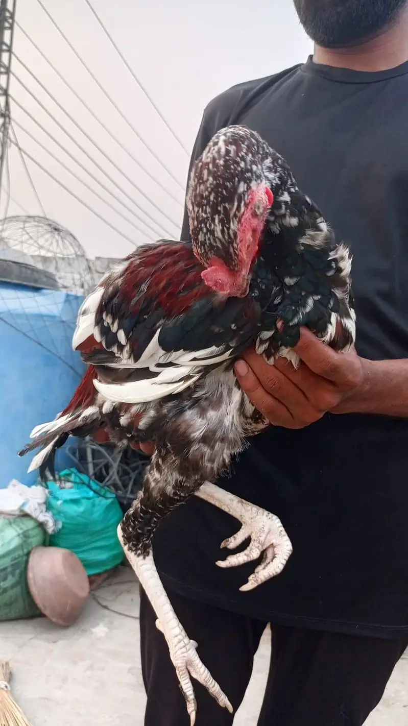 Aseel chicks for sale — photo 5