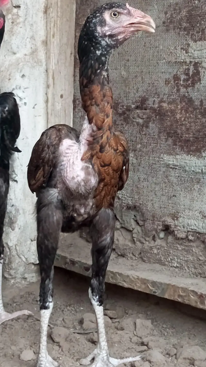 Aseel chicks for sale — photo 6