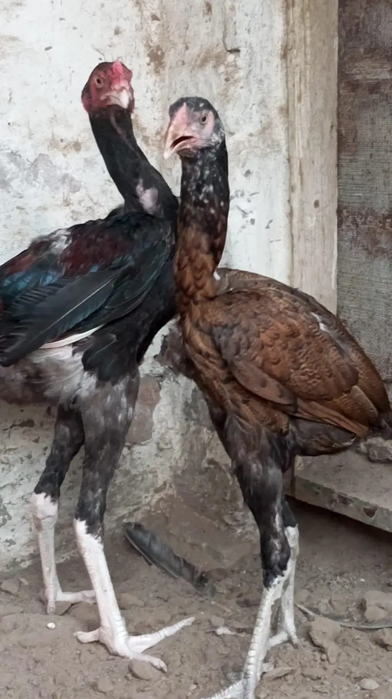 Aseel chicks for sale — photo 7