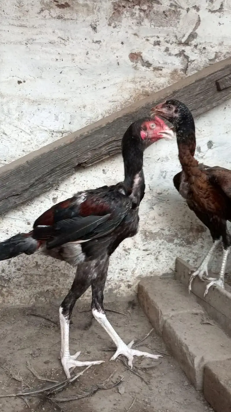 Aseel chicks for sale — photo 8
