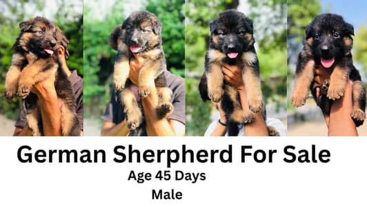 German Shepherd Pup For Sale - Puppies For Sale