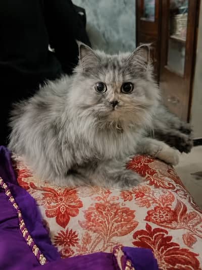 Female Himalayan | Vaccinated | Triple coat | Trained for washroom