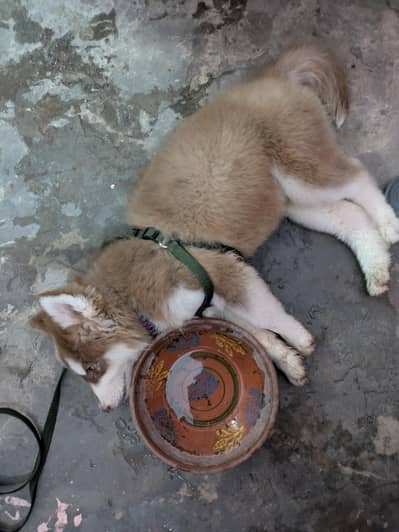 Husky