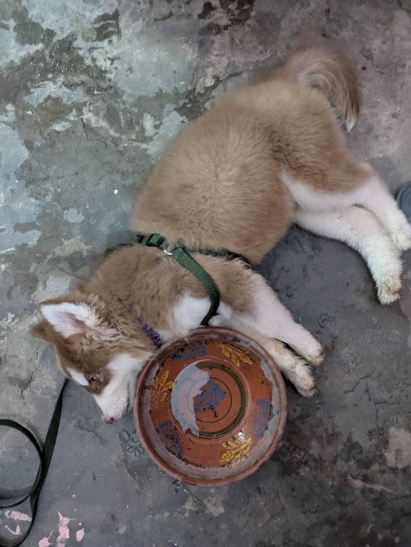Husky 1