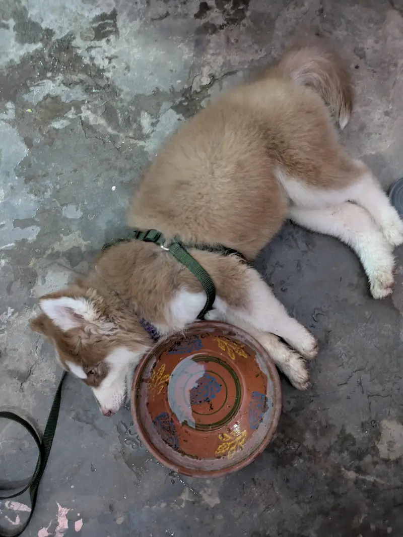 Husky — photo 2
