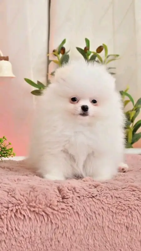 Pomeranian puppies dog for sale — photo 3