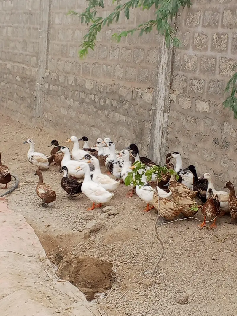 Desi ducks and khakhi camble lohman brown male misri male