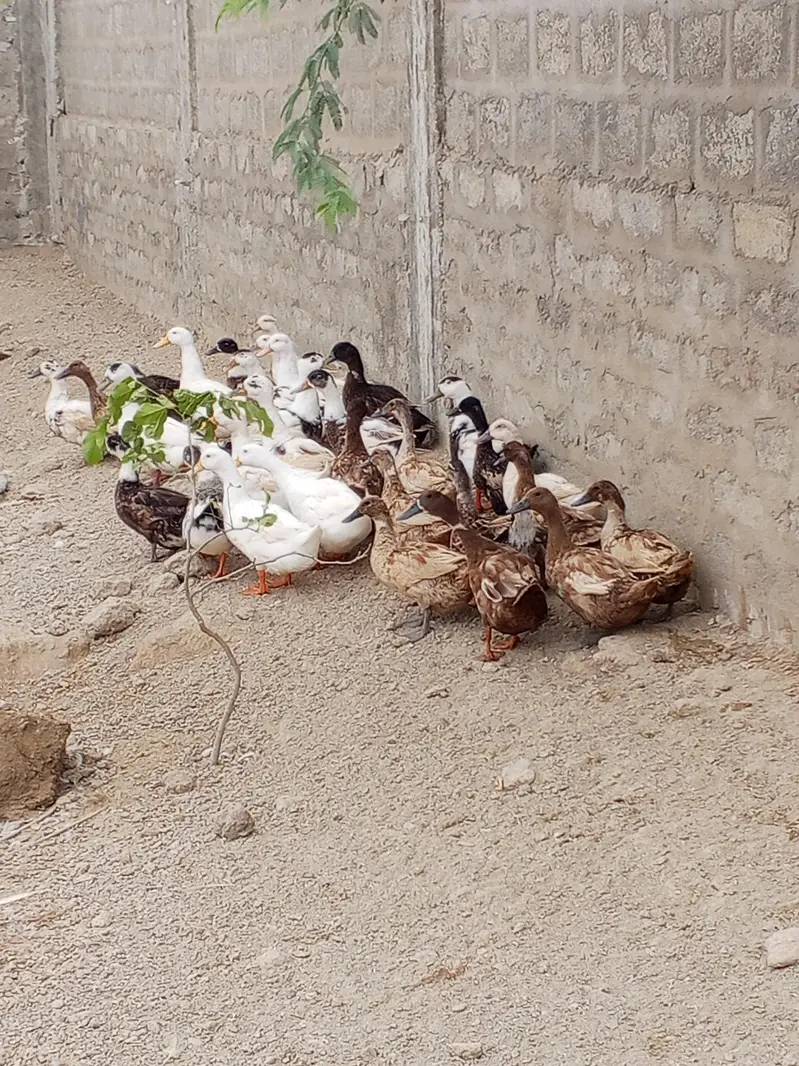 Desi ducks and khakhi camble lohman brown male misri male — photo 2