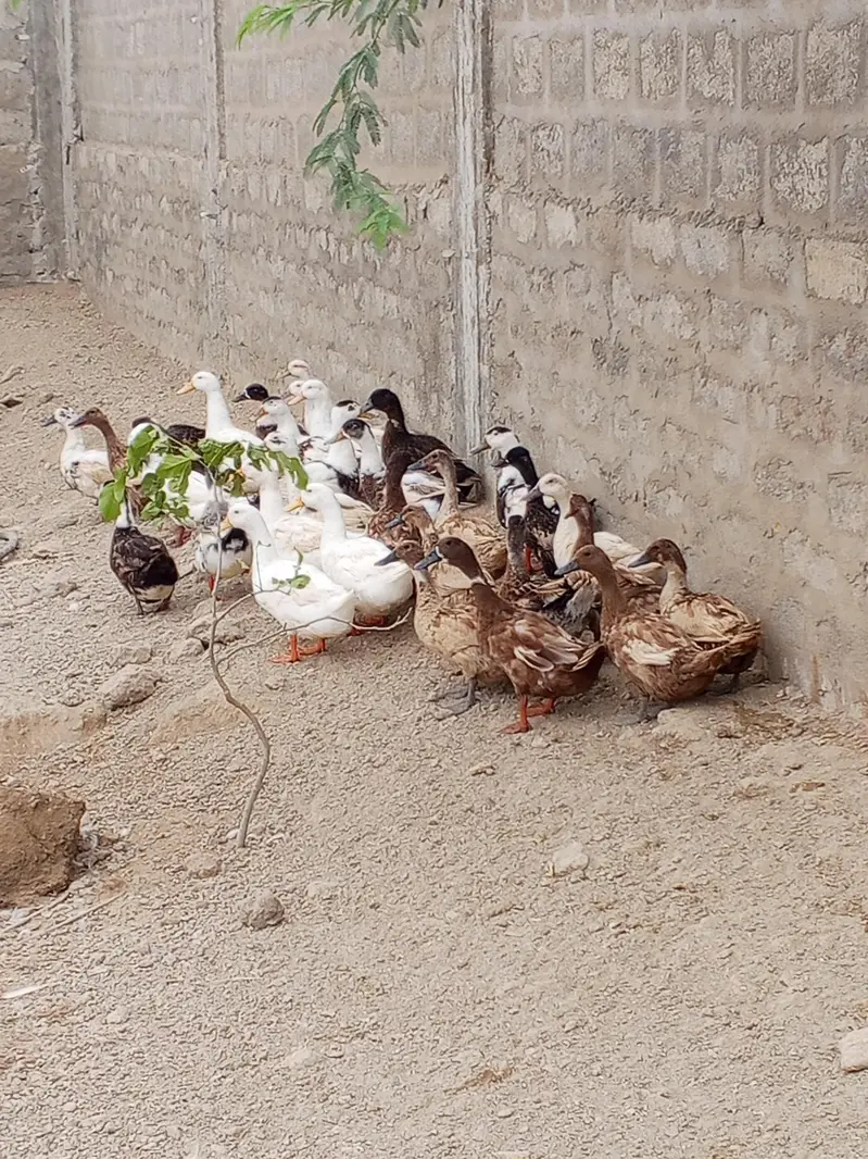 Desi ducks and khakhi camble lohman brown male misri male — photo 3