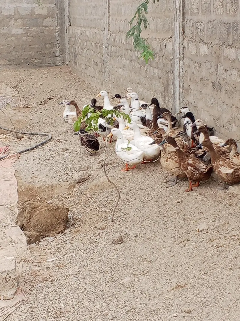 Desi ducks and khakhi camble lohman brown male misri male — photo 4