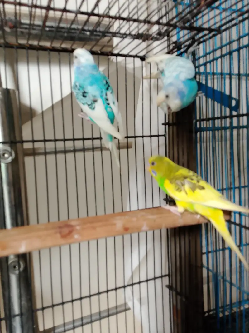 urgant sall hai. birral 2 wah cantt. pice 450. whatapp number. 3136673125 — photo 3