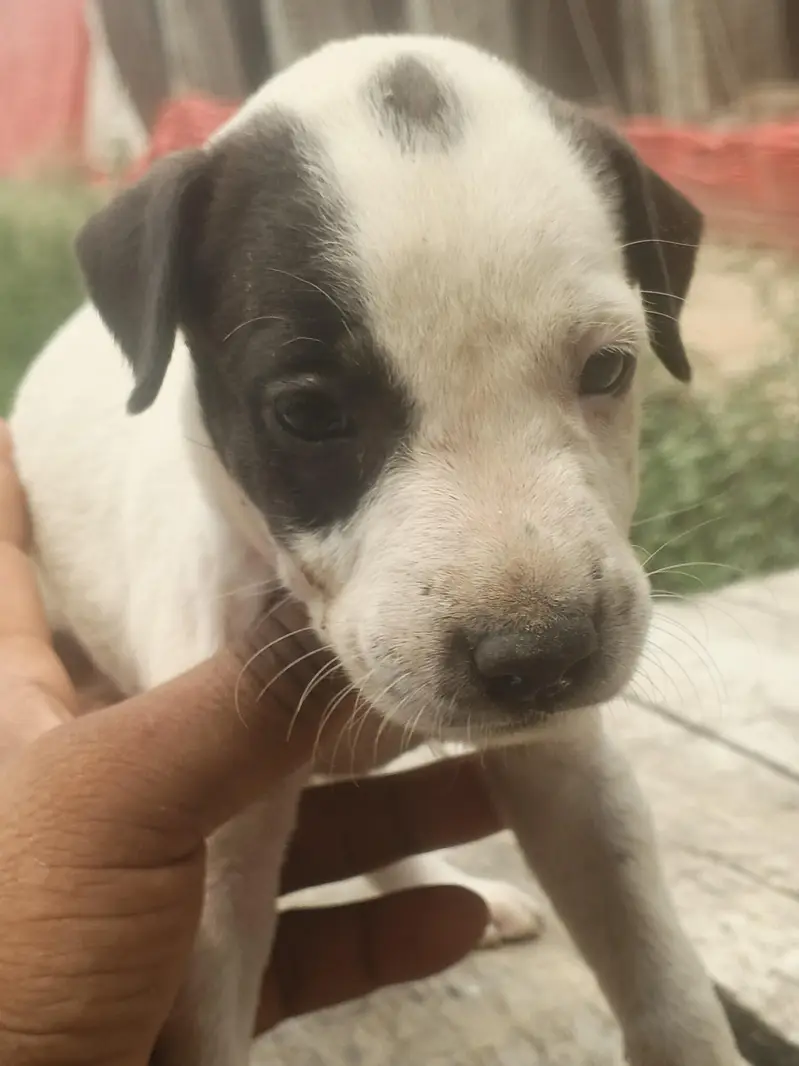 Bolly gulte dog — photo 3