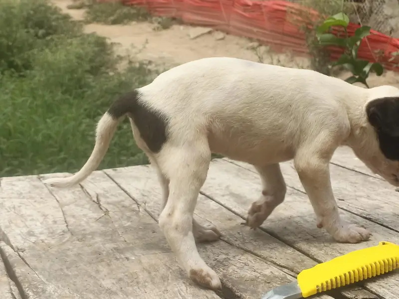 Bolly gulte dog — photo 4