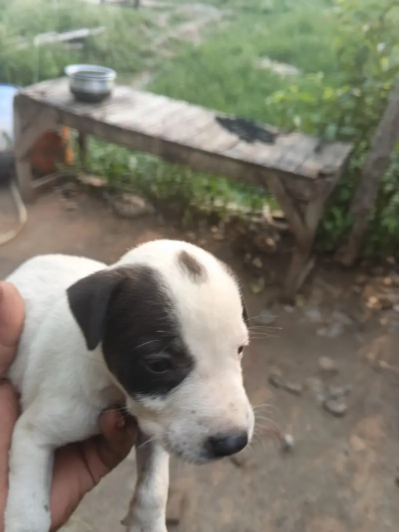 Bolly gulte dog — photo 5