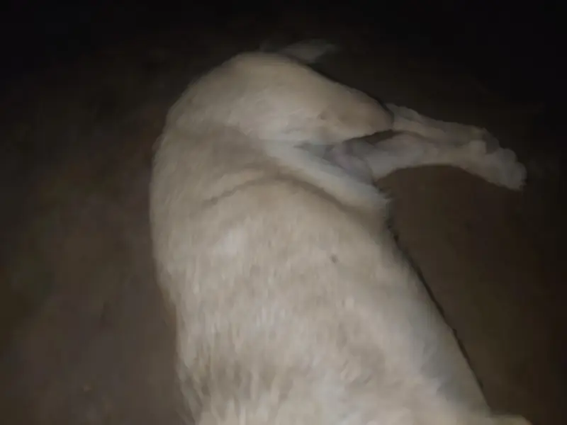 pista dog — photo 2
