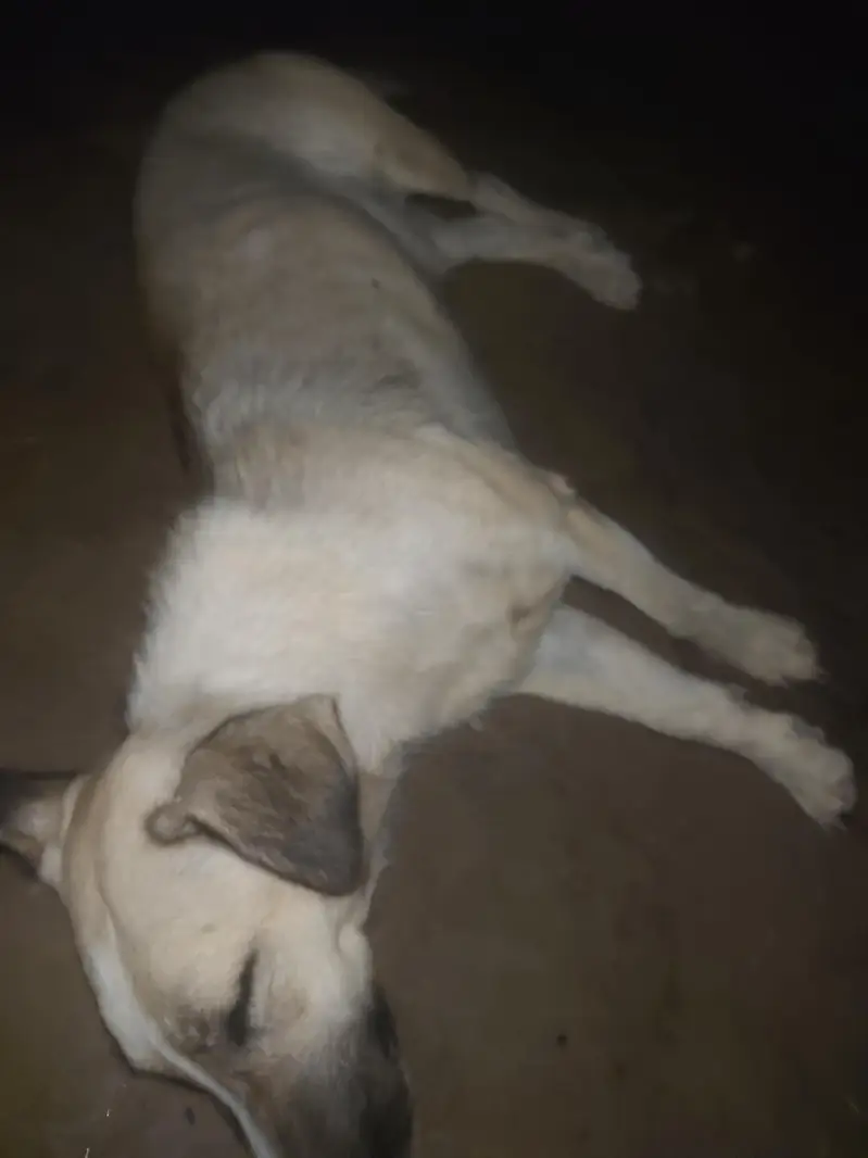 pista dog — photo 3