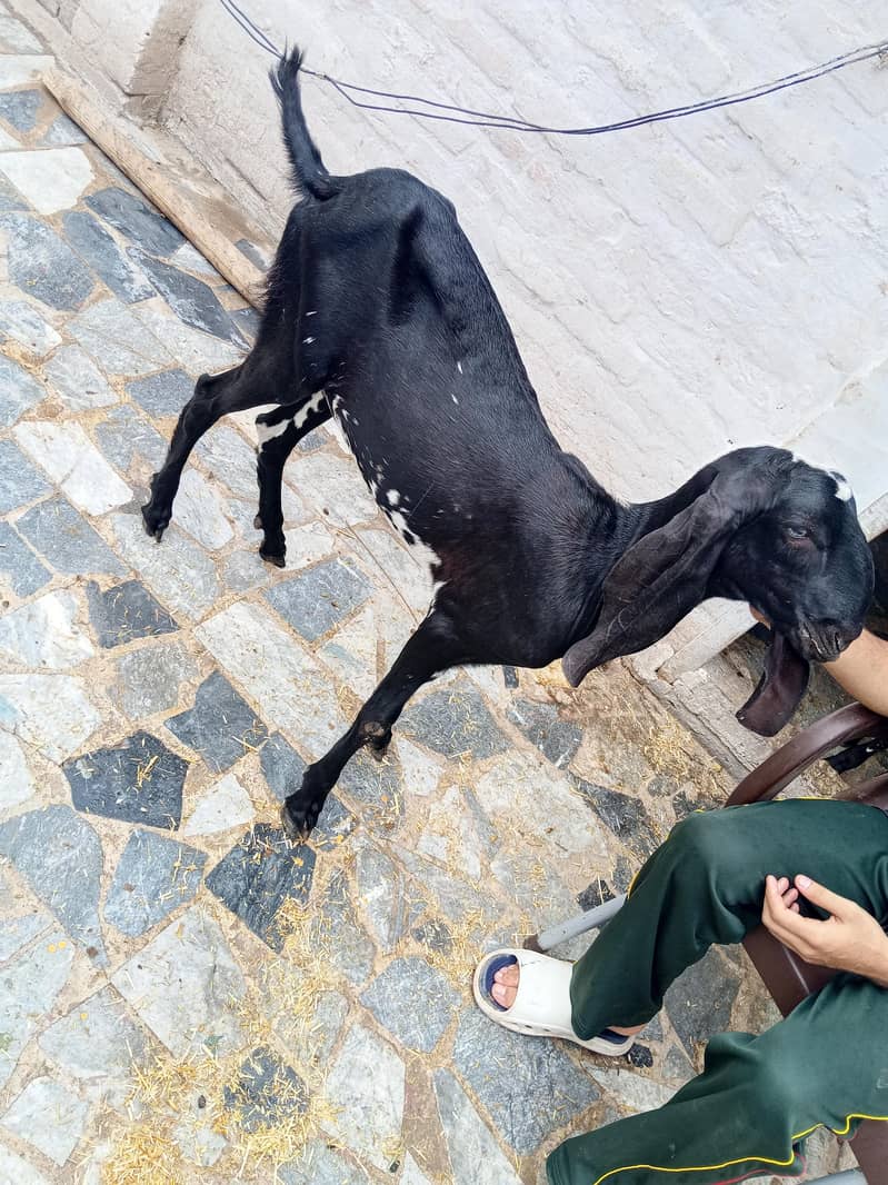goats  0