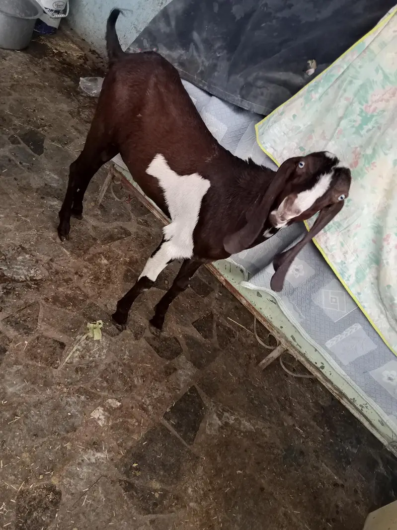 goats  — photo 2