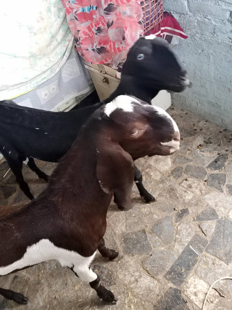 goats  2