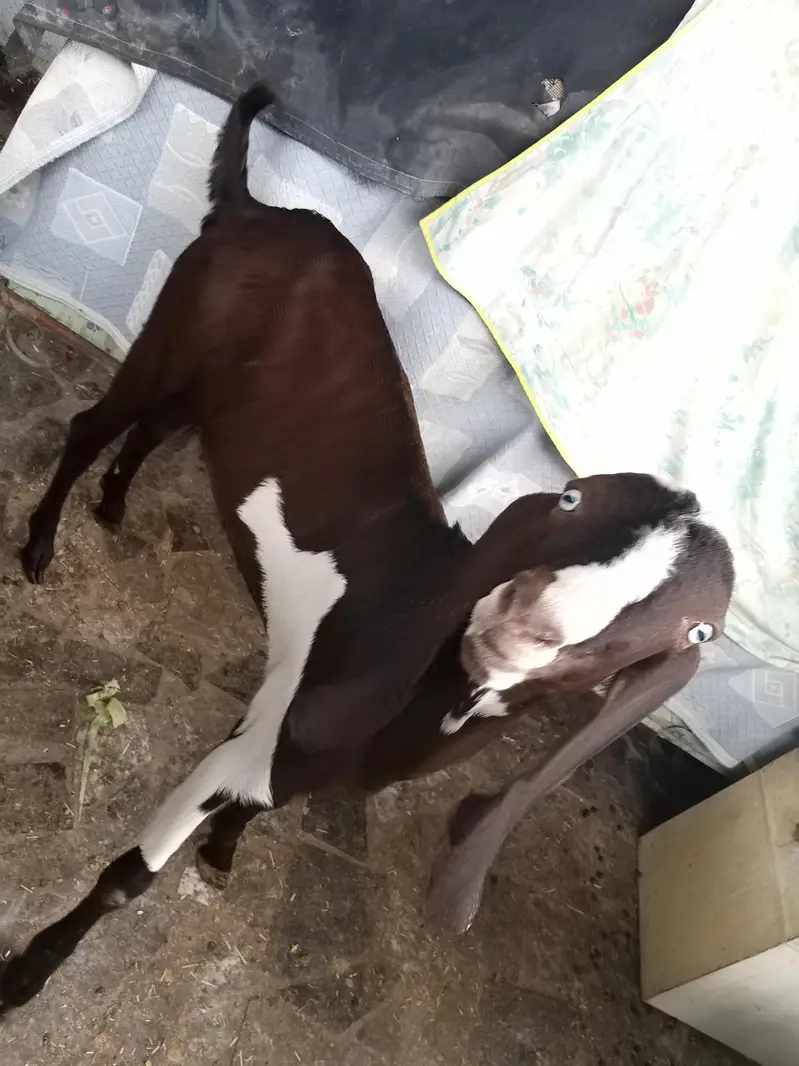 goats  — photo 4