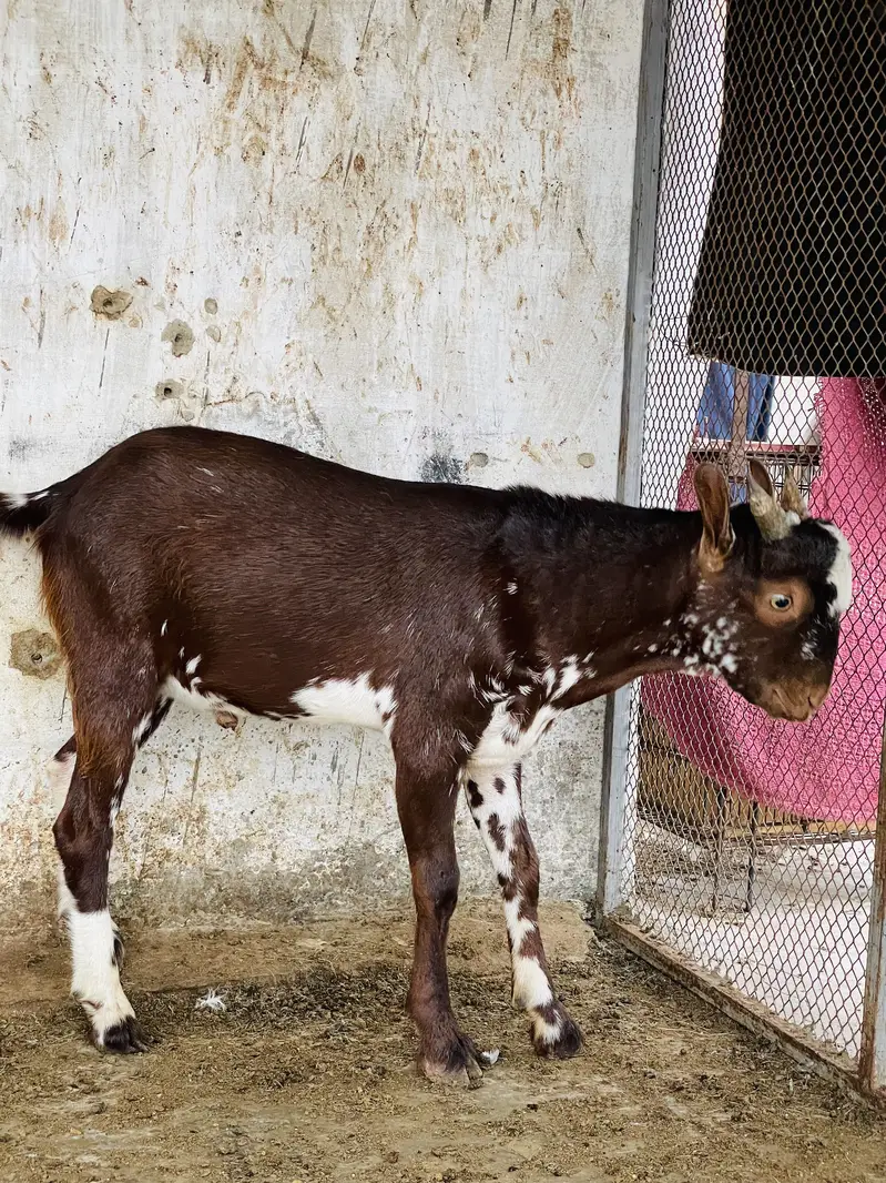 Taddey male — photo 2