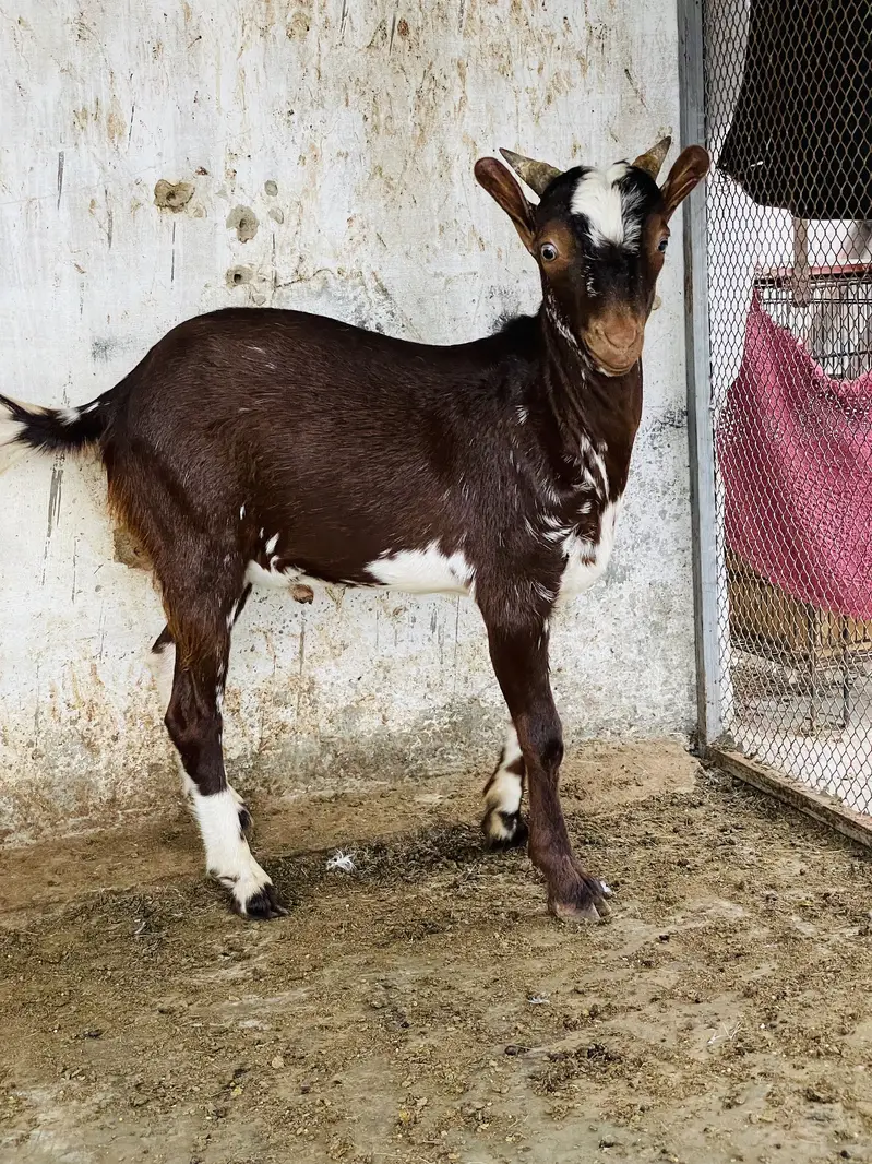 Taddey male — photo 3