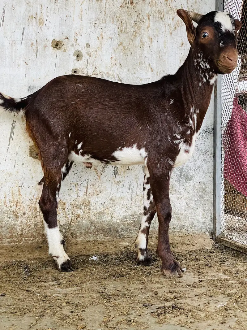 Taddey male — photo 5