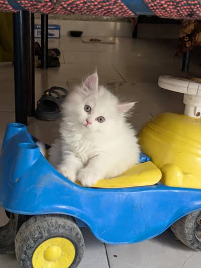 cat baby