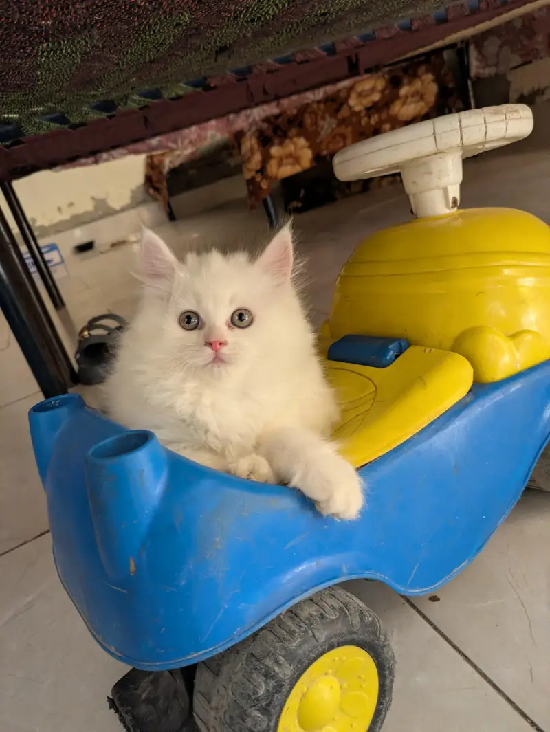 cat baby — photo 2