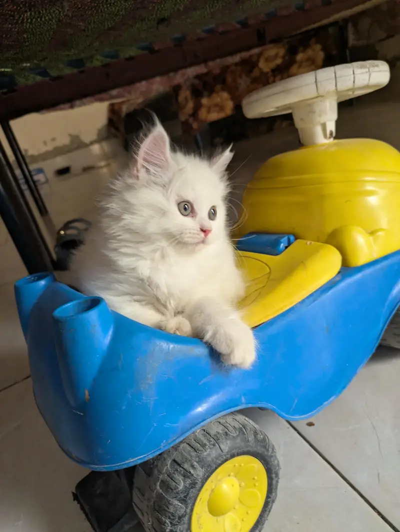 cat baby — photo 3