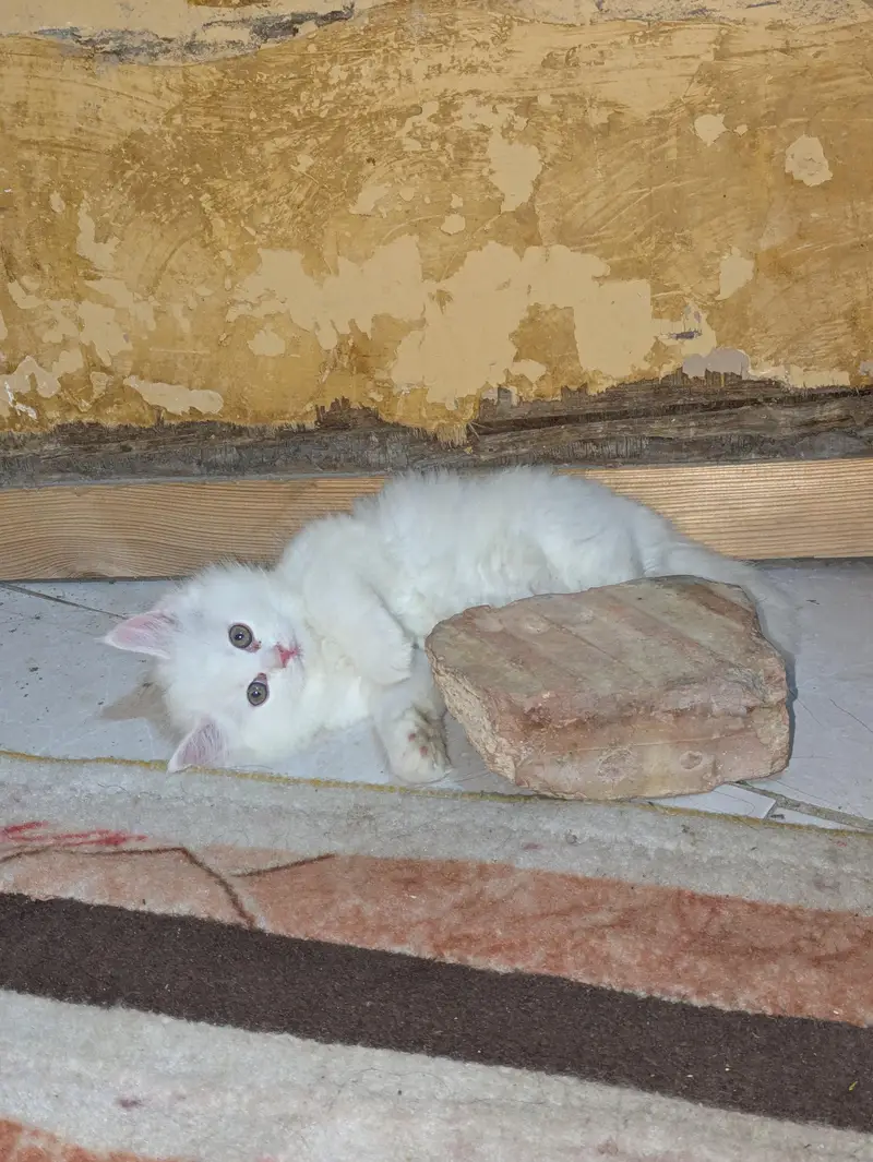 cat baby — photo 4
