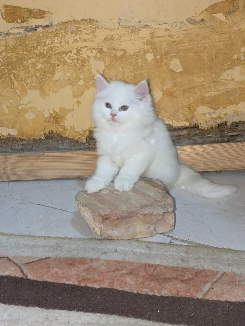 cat baby — photo 5