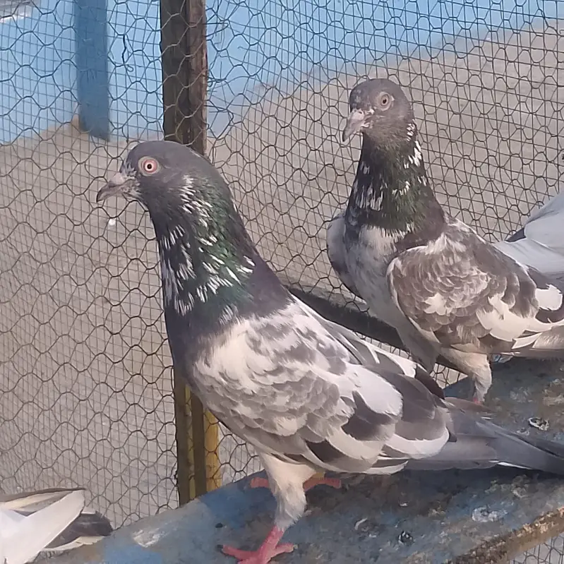 Prabhat ji kabootar — photo 3