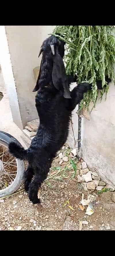 3.5 months Bakra full Black 
