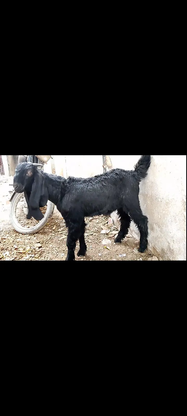 3.5 months Bakra full Black  — photo 2