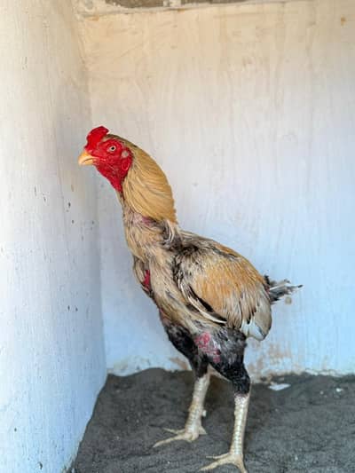 Homebreed high quality breeder peela one eye