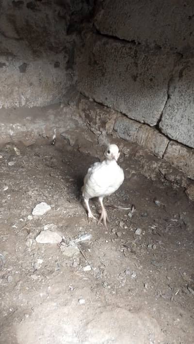 American white chakor chick