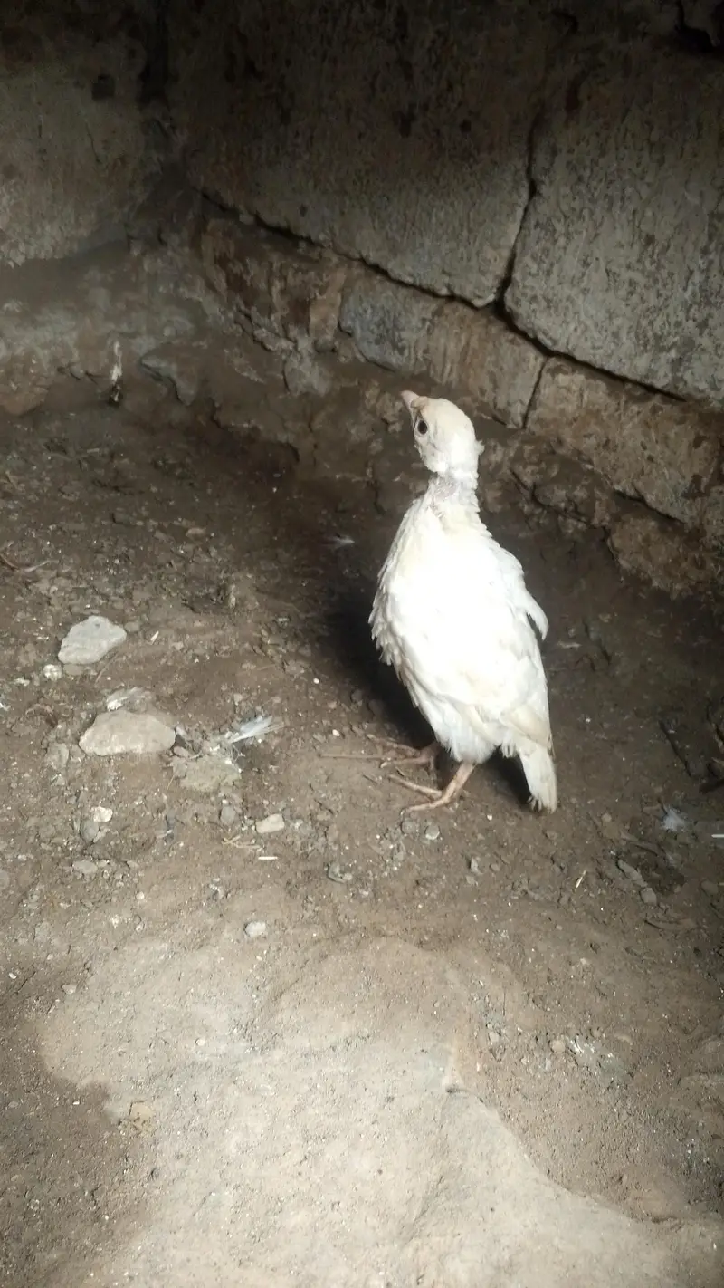 American white chakor chick — photo 2