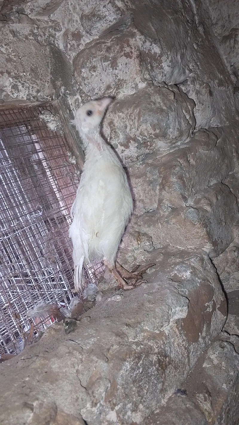 American white chakor chick — photo 3