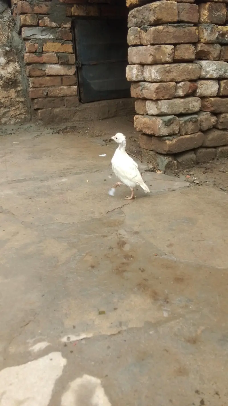 American white chakor chick — photo 4