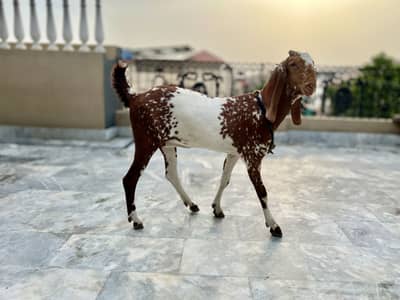 Mikey Genie adult bakri