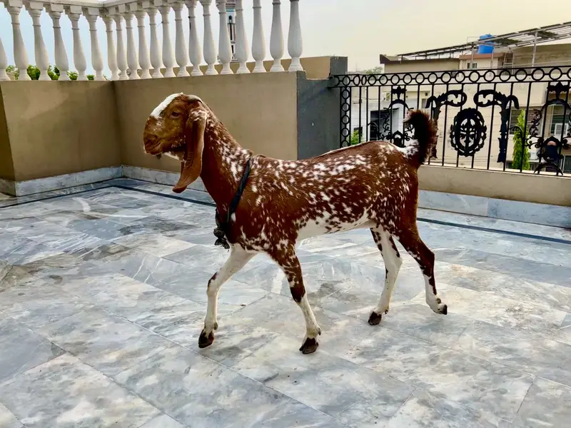Mikey Genie adult bakri — photo 2