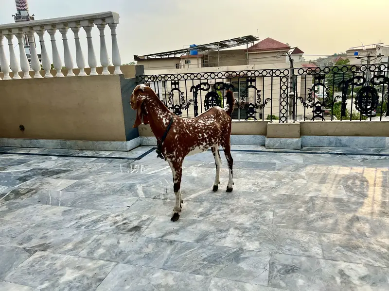 Mikey Genie adult bakri — photo 3