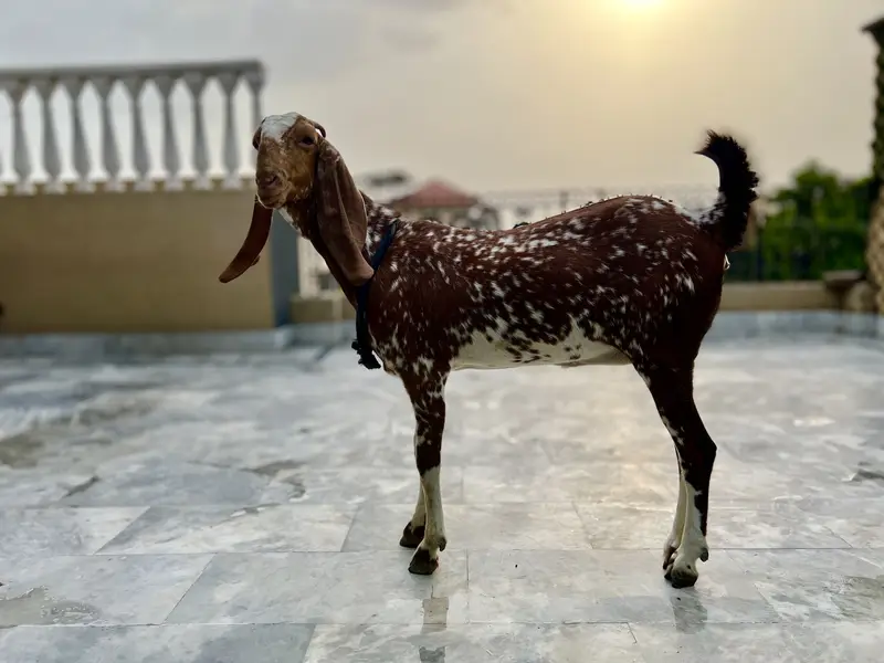 Mikey Genie adult bakri — photo 4