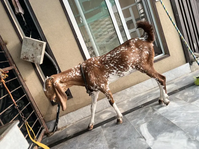 Mikey Genie adult bakri — photo 5