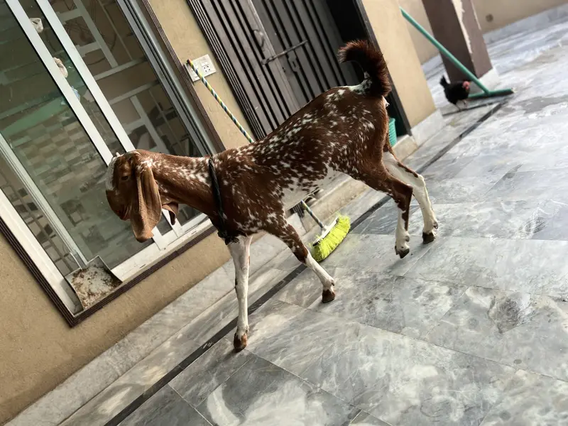 Mikey Genie adult bakri — photo 6