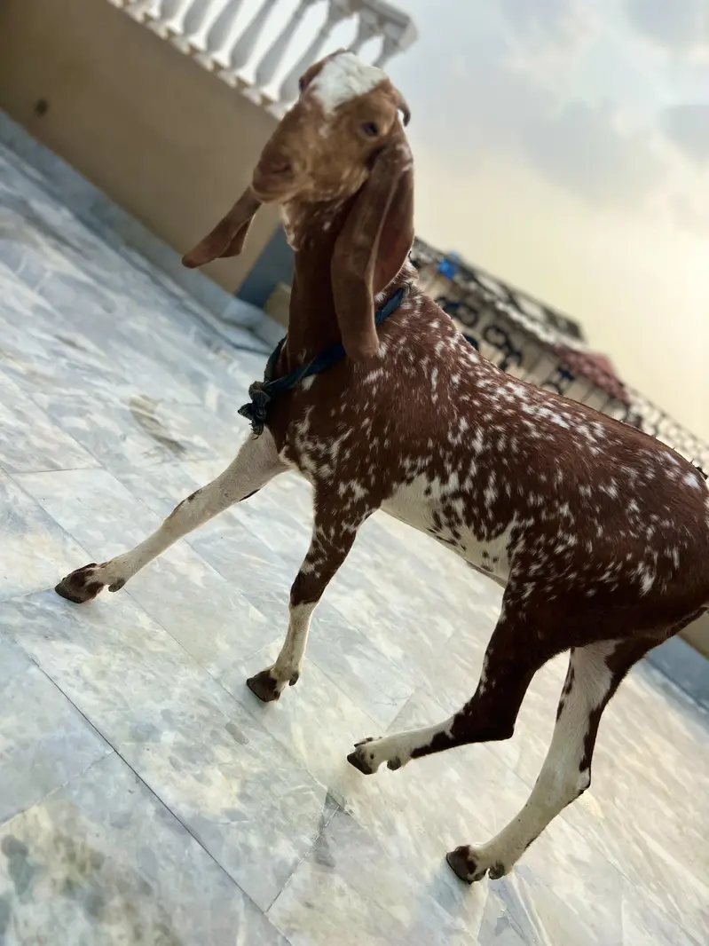 Mikey Genie adult bakri — photo 7