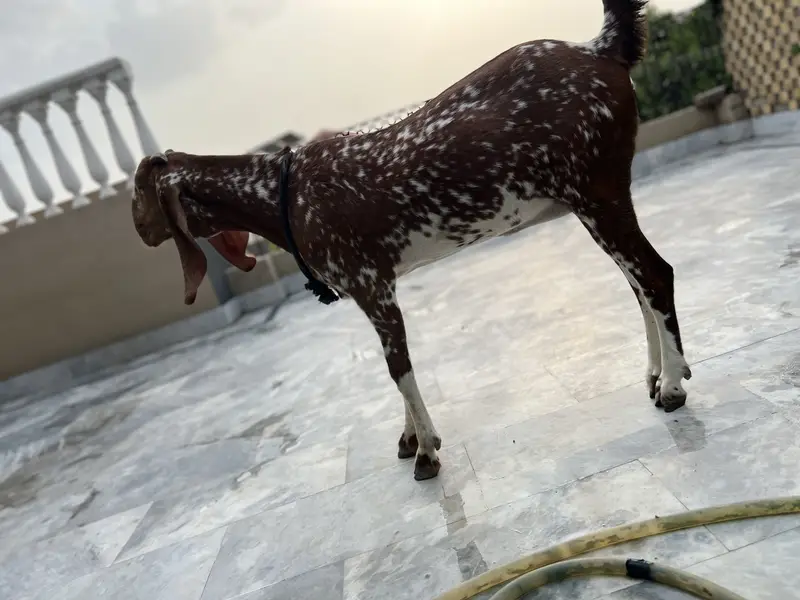 Mikey Genie adult bakri — photo 8